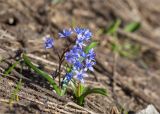 Scilla bifolia. Цветущее растение. Абхазия, Гагрский р-н, гора Мамдзышха, выс. 1823 м н.у.м., каменистый альпийский луг. 15.05.2021.