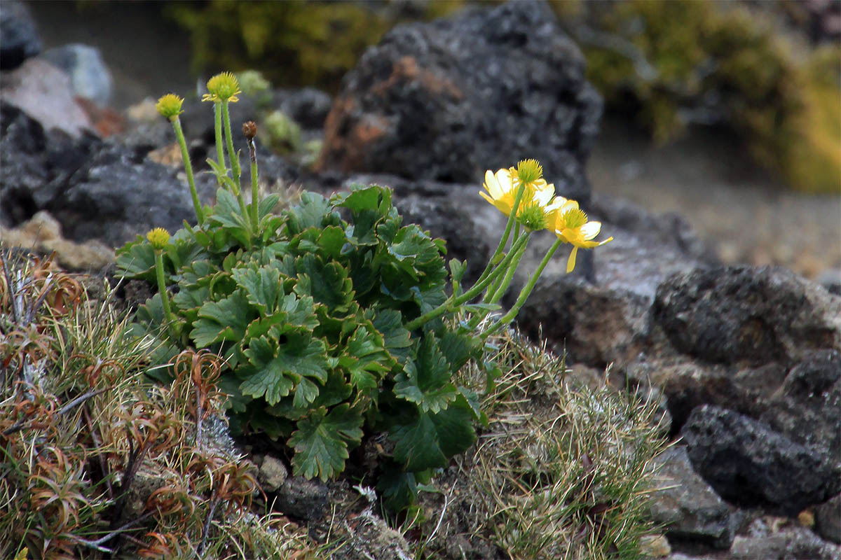 Image of familia Ranunculaceae specimen.