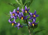 Solanum dulcamara