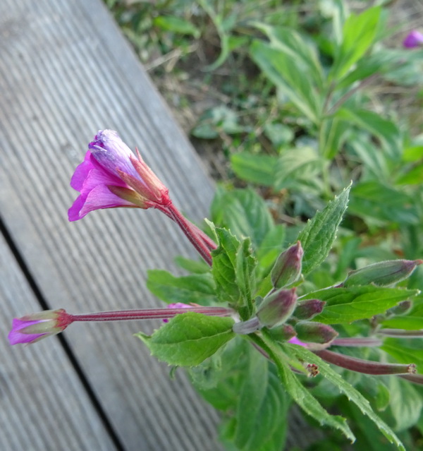 Изображение особи Epilobium hirsutum.