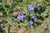 Vinca herbacea. Цветущее растение. Крым, Караларский природный парк, окр. бухты Коровья, степь. 07.05.2021.