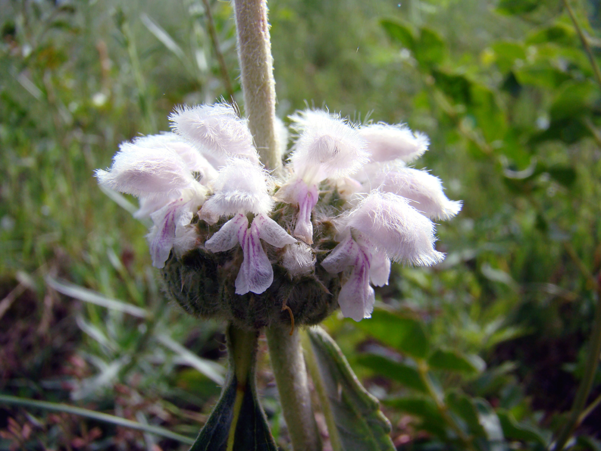 Image of Phlomoides alaica specimen.