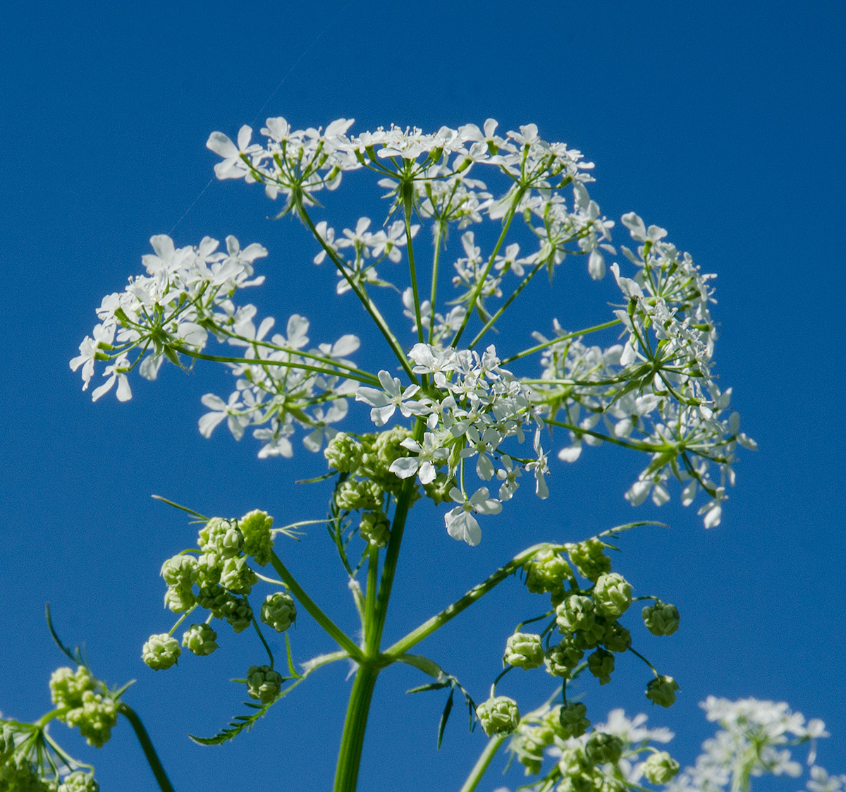 Image of Anthriscus sylvestris specimen.