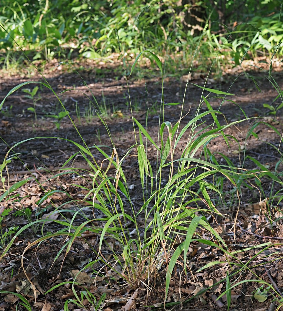 Изображение особи Brachypodium sylvaticum.