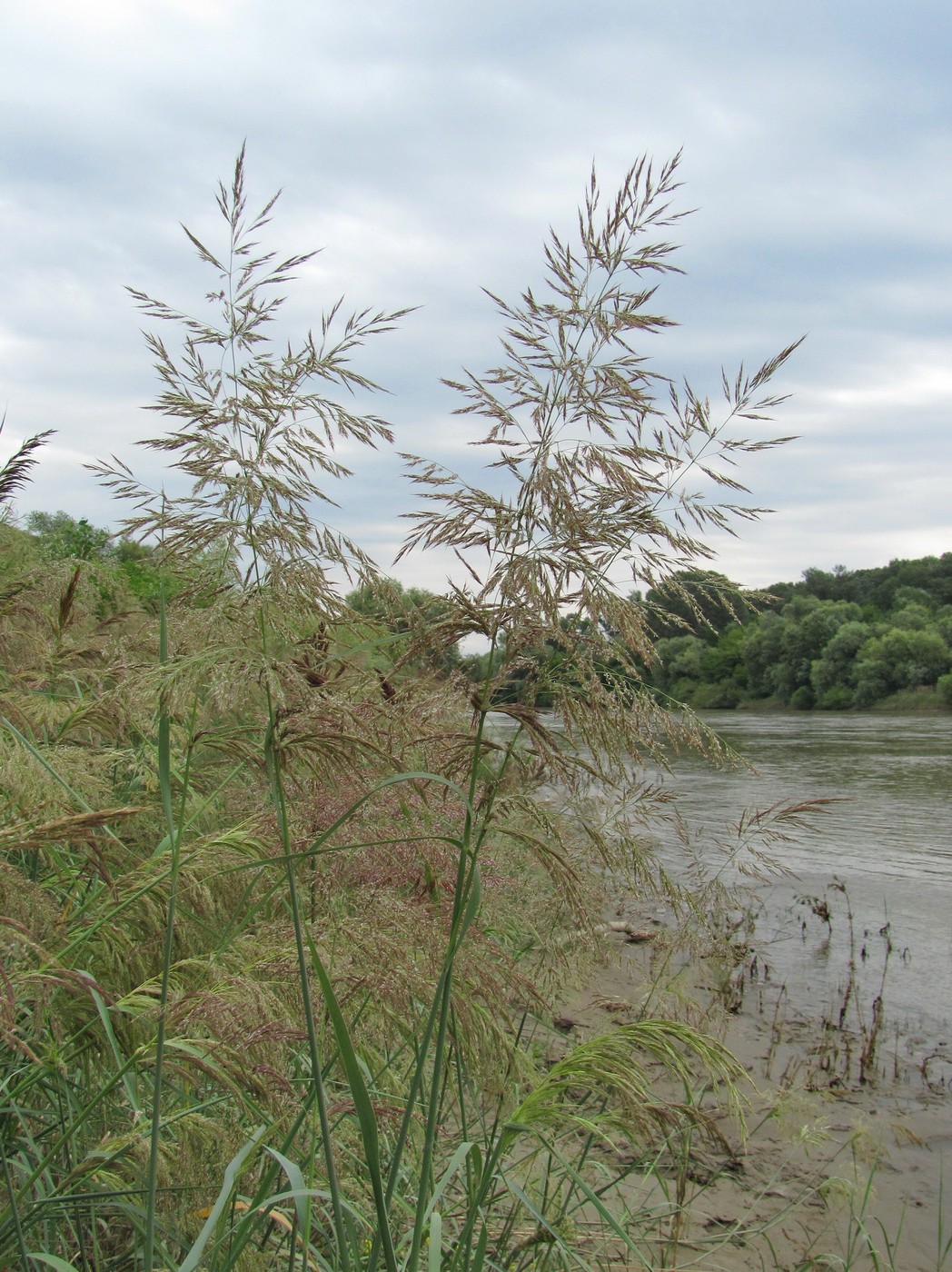 Image of Calamagrostis pseudophragmites specimen.