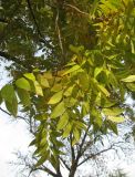 Carya illinoinensis. Ветвь с листьями в осенней окраске. Крым, Симферополь, ботсад университета. 5 ноября 2010 г.