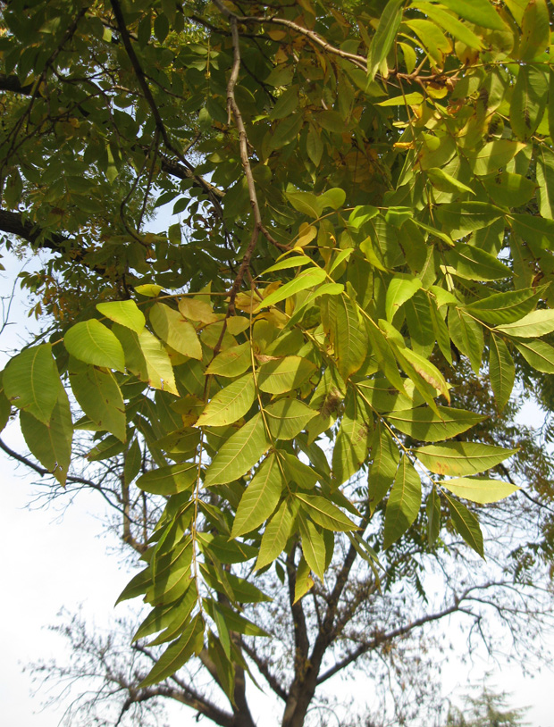 Image of Carya illinoinensis specimen.