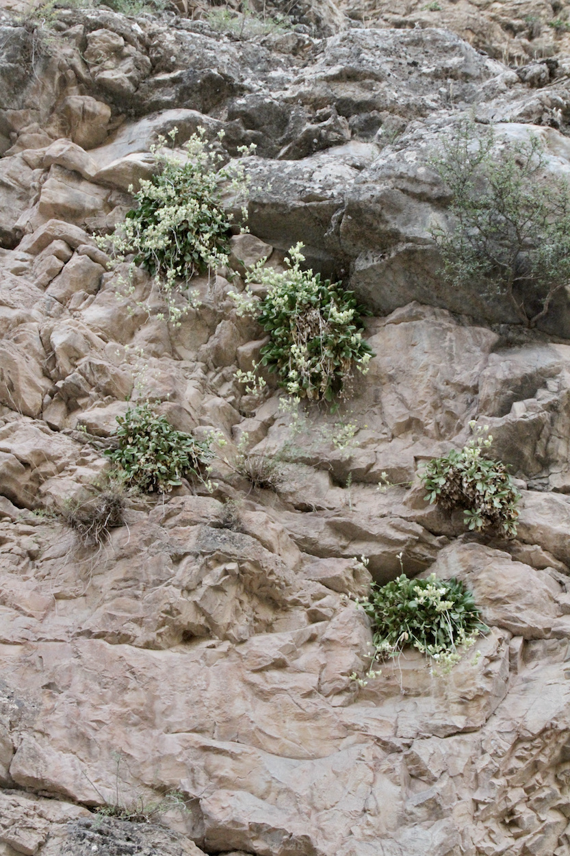 Image of Silene michelsonii specimen.