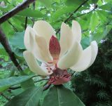 Смотреть изображение род Magnolia