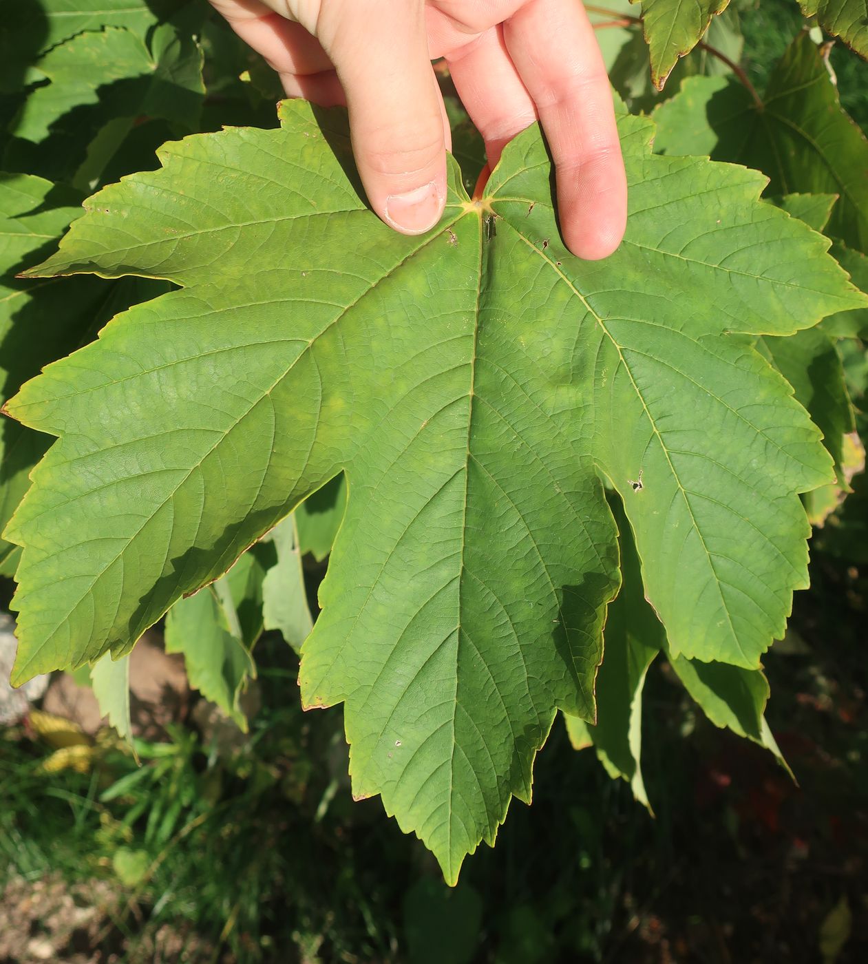 Image of Acer pseudoplatanus specimen.