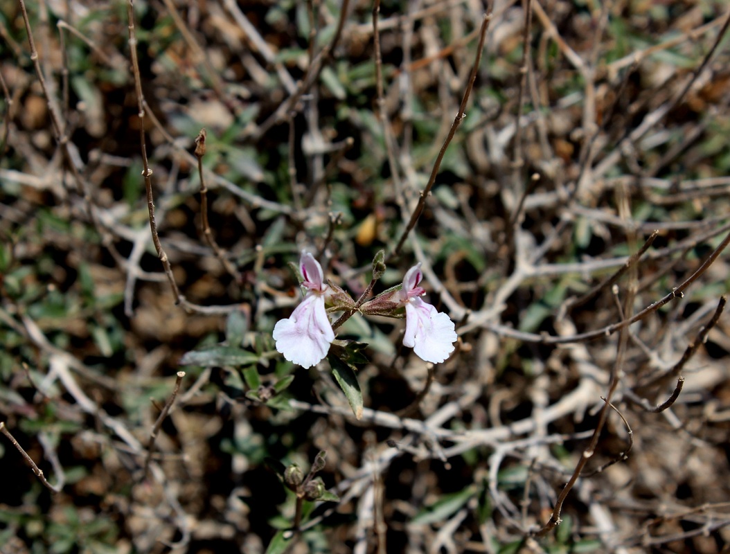 Изображение особи семейство Lamiaceae.