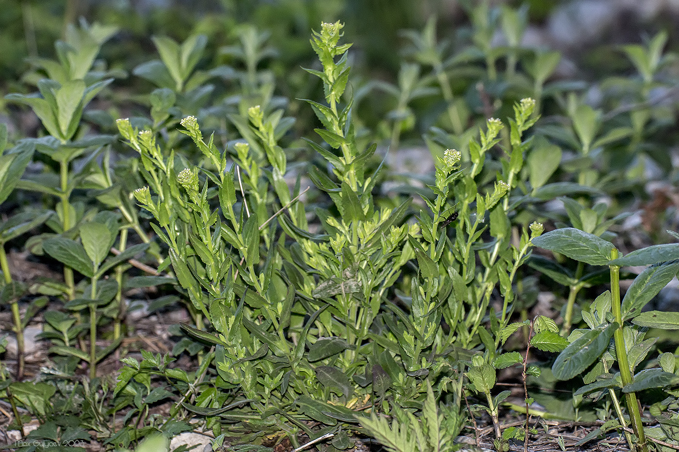 Изображение особи Lepidium campestre.