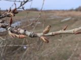 genus Populus