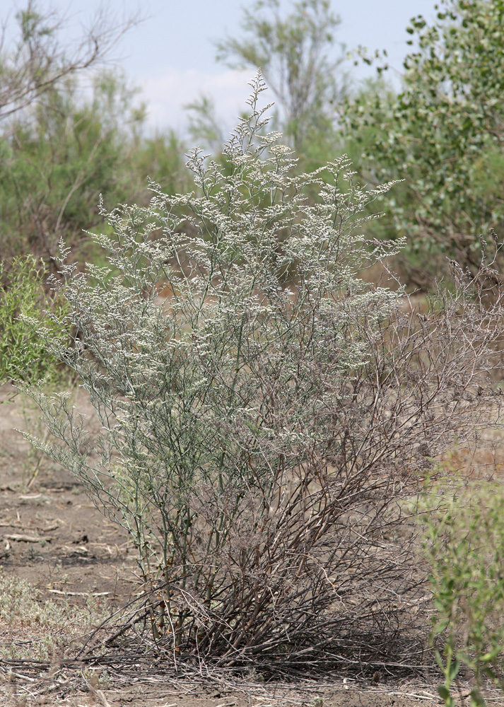 Изображение особи Limonium otolepis.