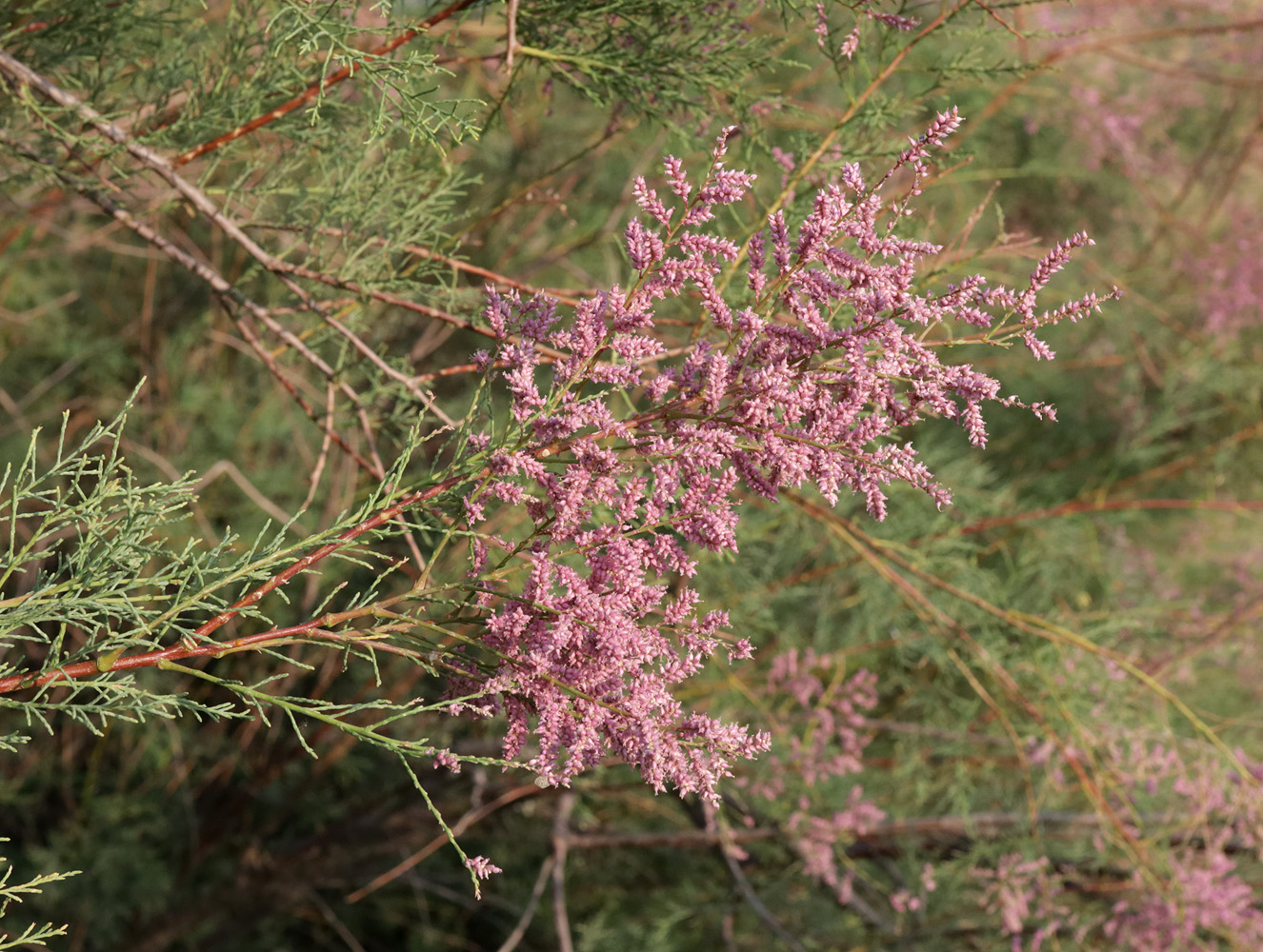 Image of Tamarix ramosissima specimen.