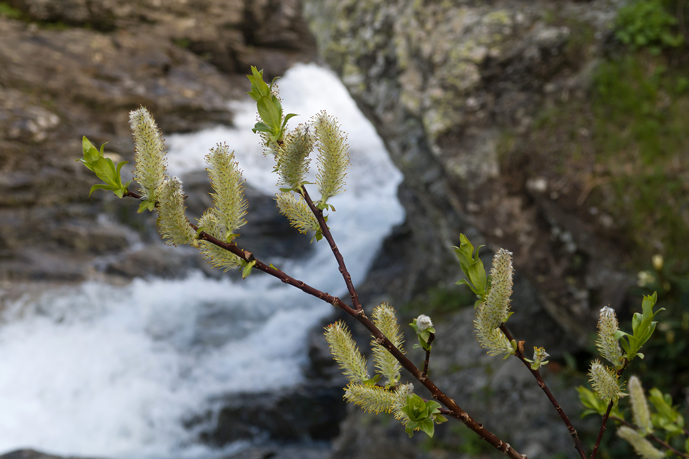 Изображение особи Salix kuznetzowii.