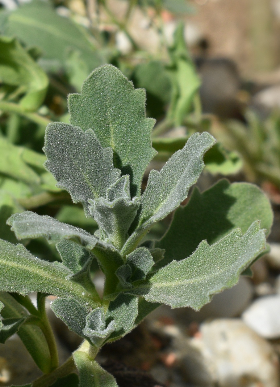 Image of genus Arabis specimen.