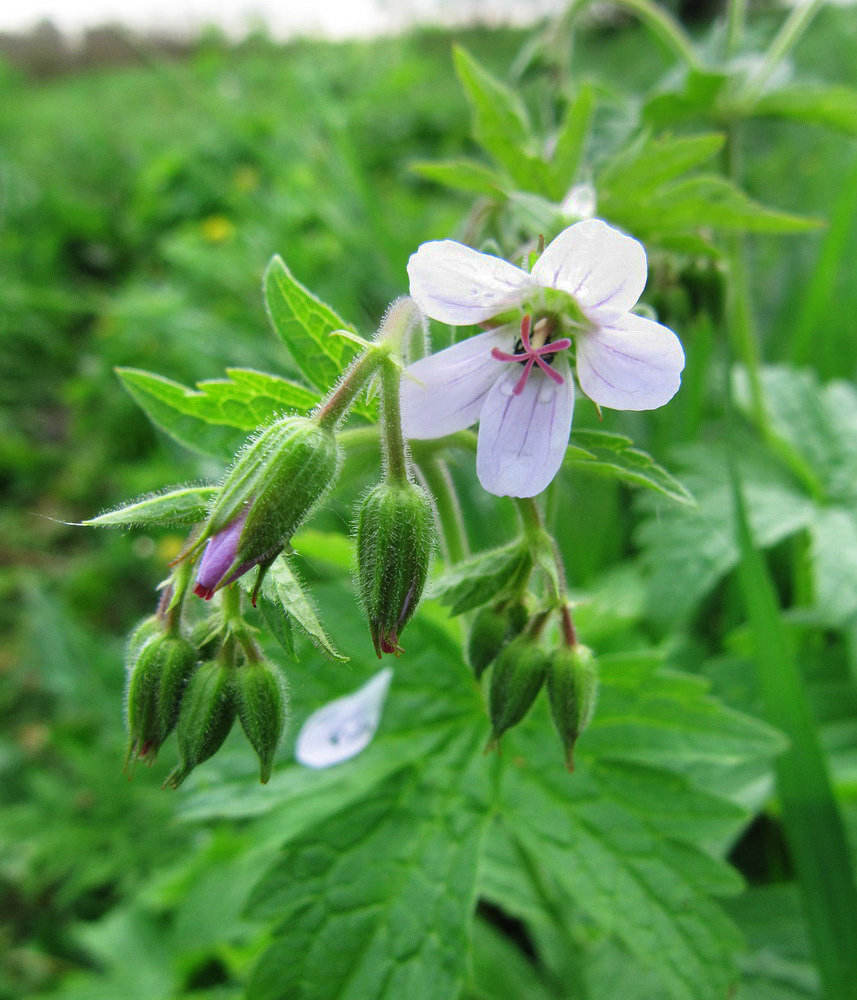 Image of Geranium sylvaticum specimen.