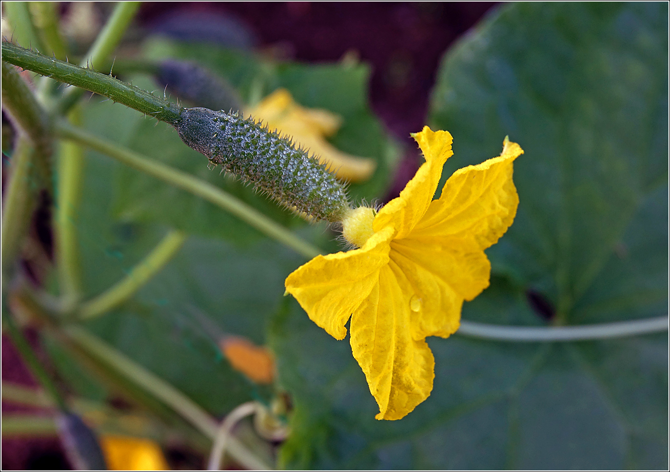 Изображение особи Cucumis sativus.