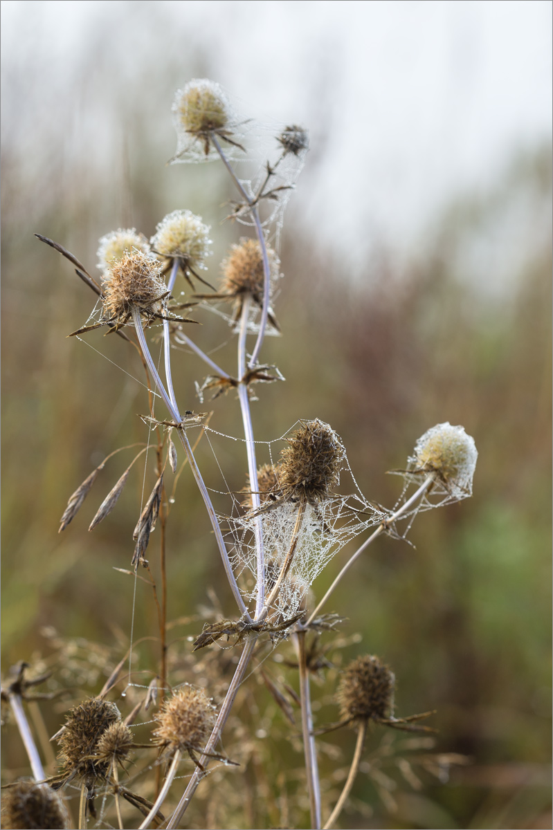 Изображение особи Eryngium planum.