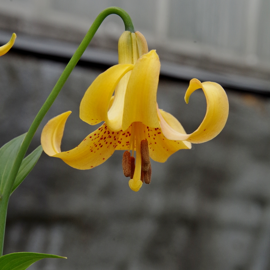 Изображение особи Lilium canadense.