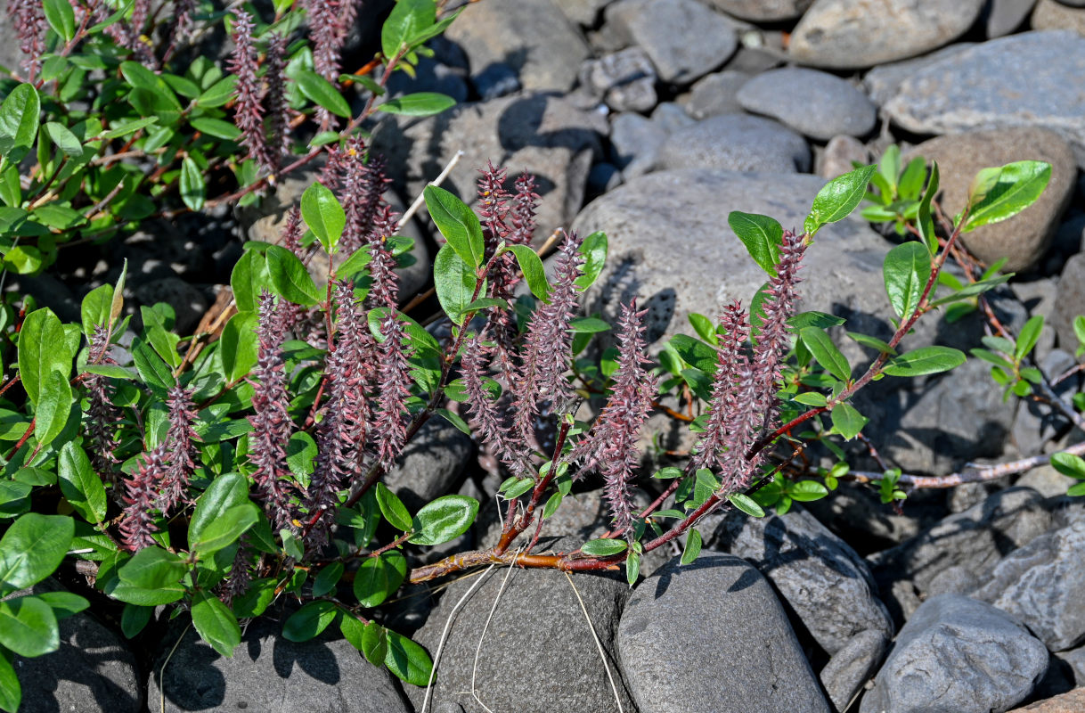 Image of genus Salix specimen.