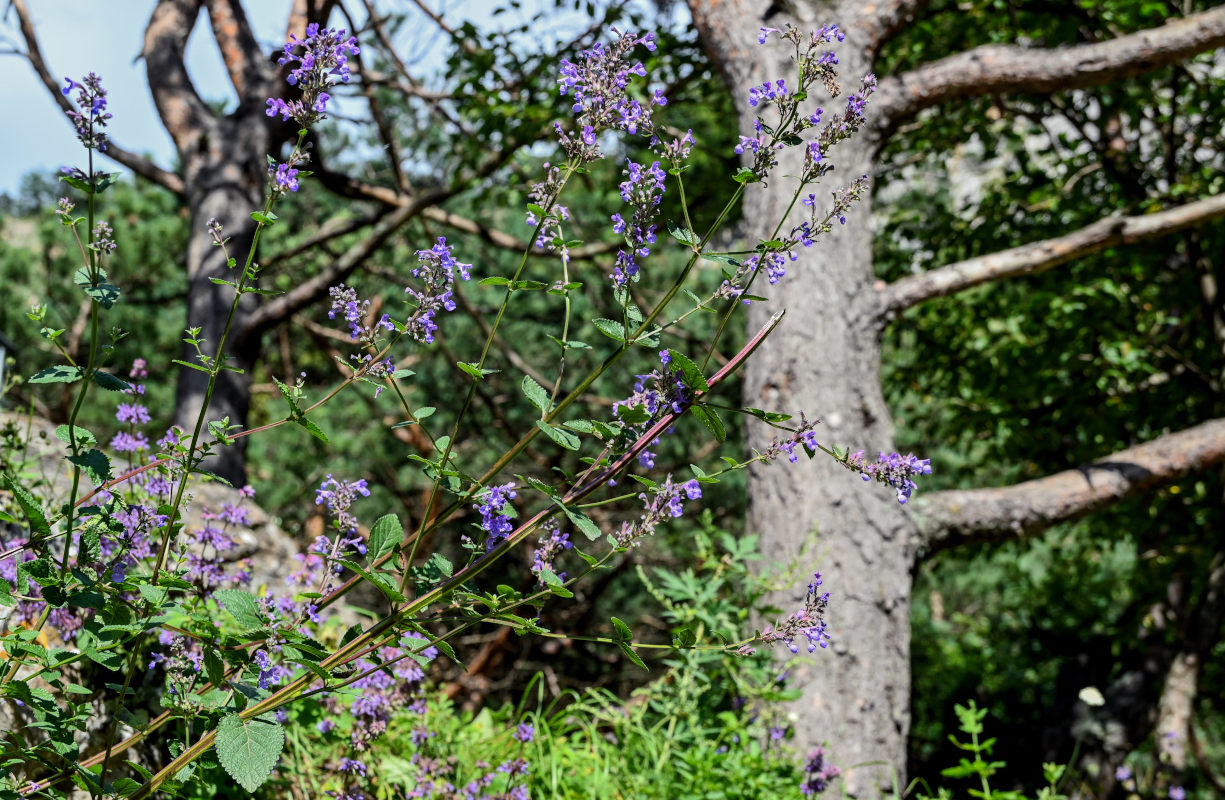 Изображение особи Nepeta grandiflora.