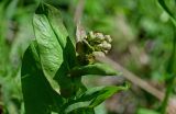 Bupleurum longifolium subspecies aureum. Верхушка побега с распускающимся соцветием. Хакасия, Орджоникидзевский р-н, верховья р. Правая Сарала, луговой склон. 08.06.2022.