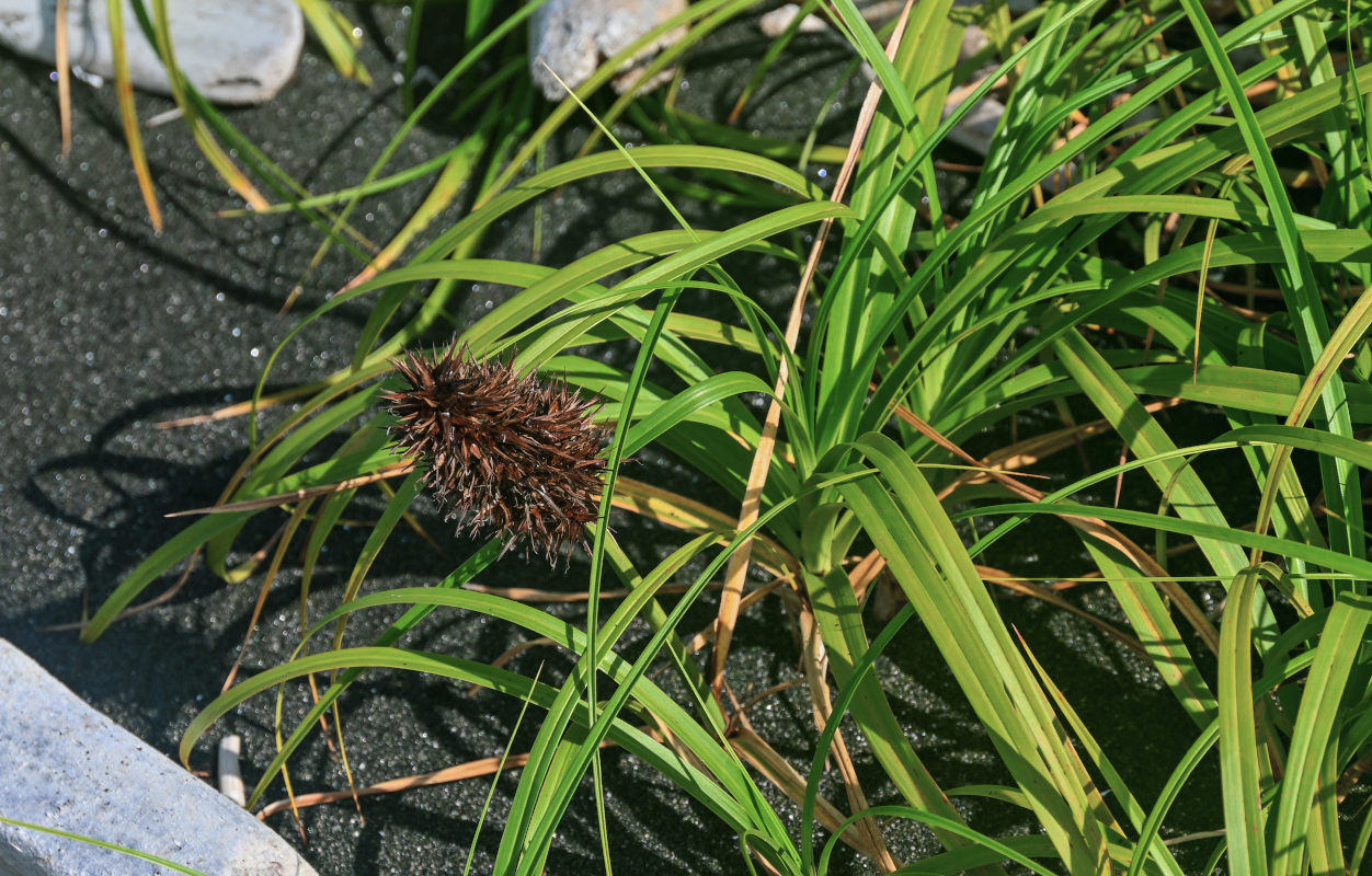 Image of Carex macrocephala specimen.