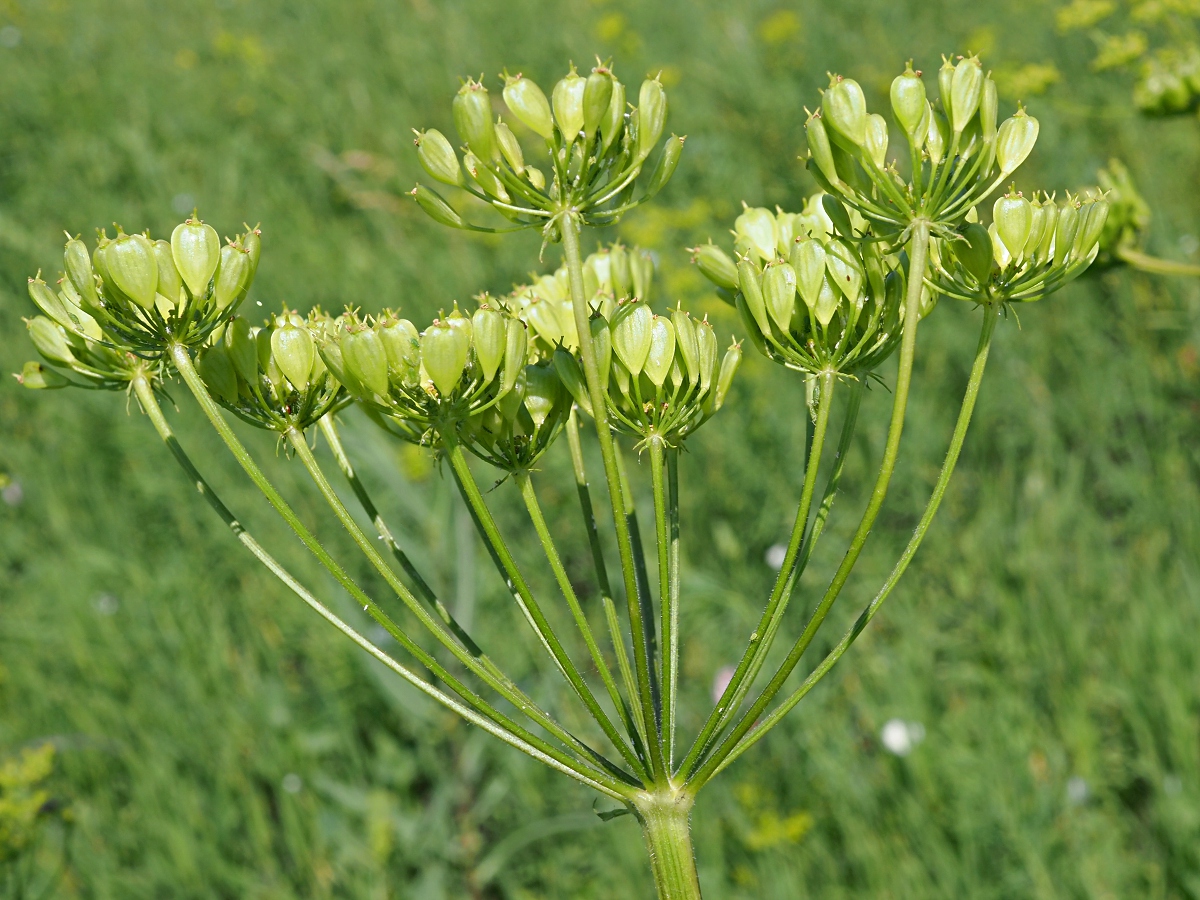 Изображение особи Heracleum sibiricum.