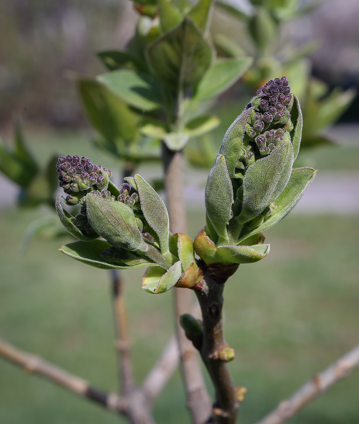 Image of Syringa vulgaris specimen.