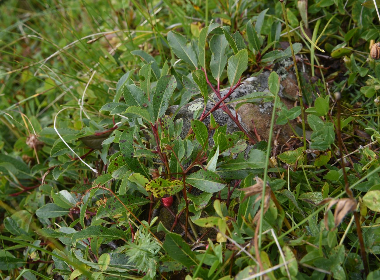 Image of Salix caucasica specimen.