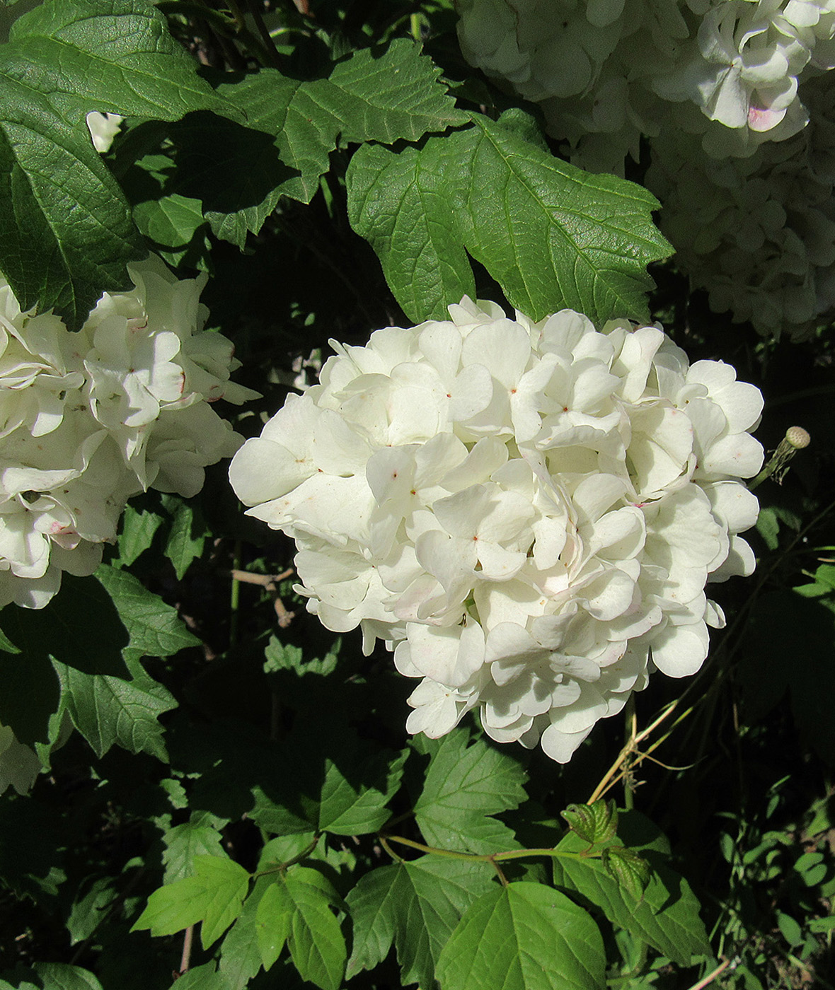 Изображение особи Viburnum opulus f. roseum.