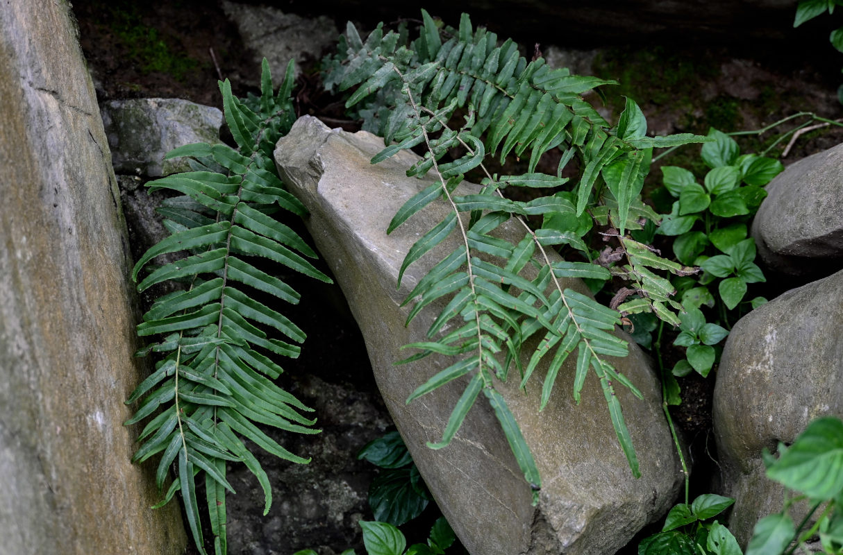 Изображение особи Pteris vittata.