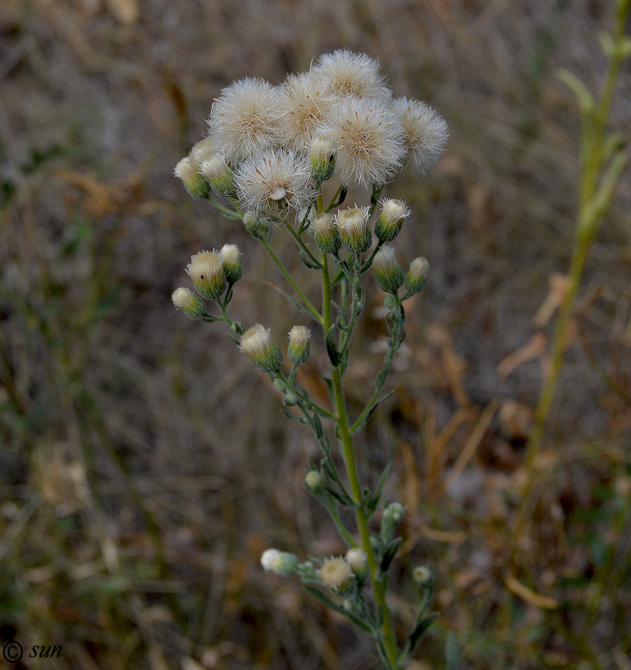 Image of Erigeron acris specimen.