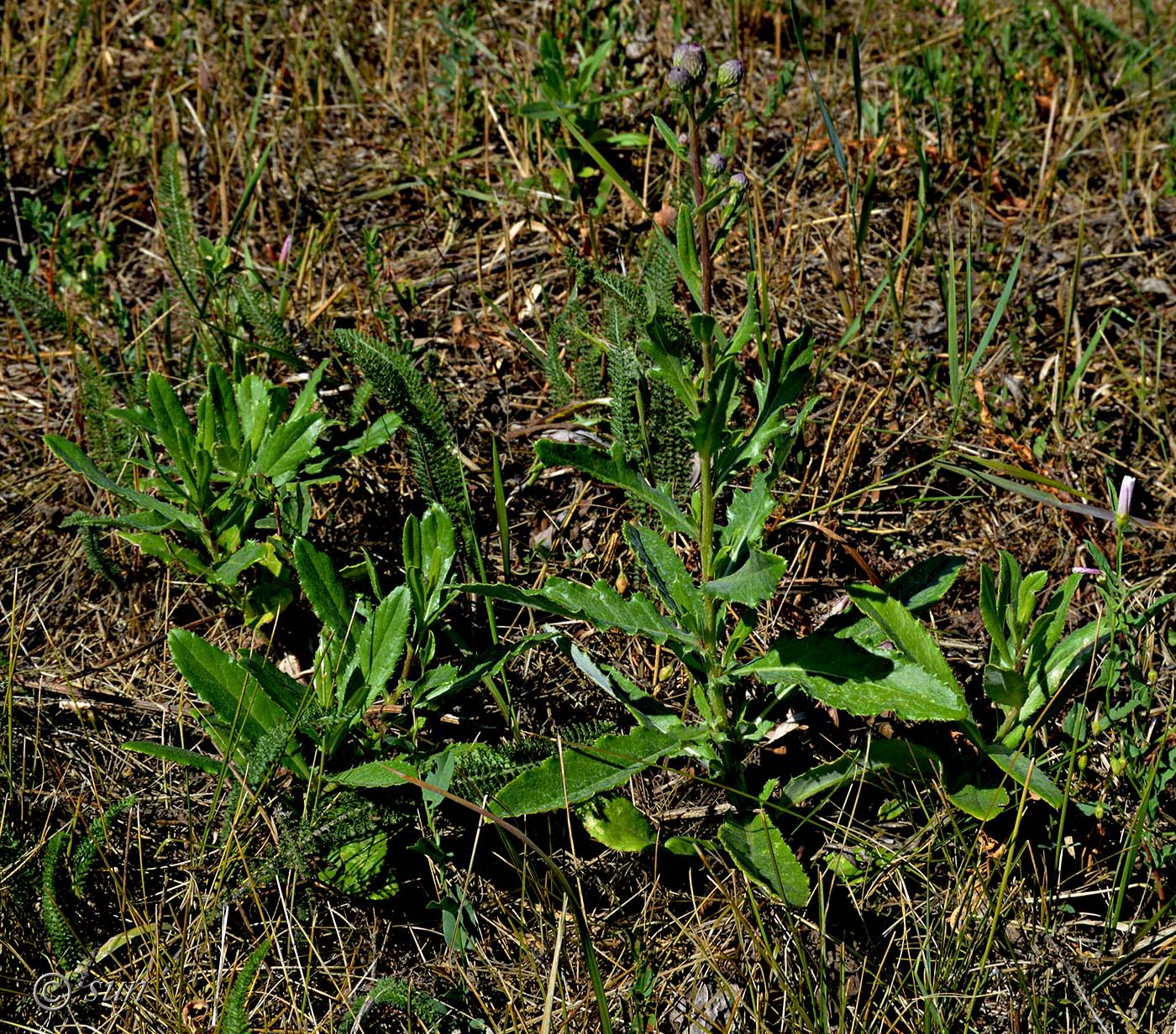 Image of Cirsium arvense specimen.