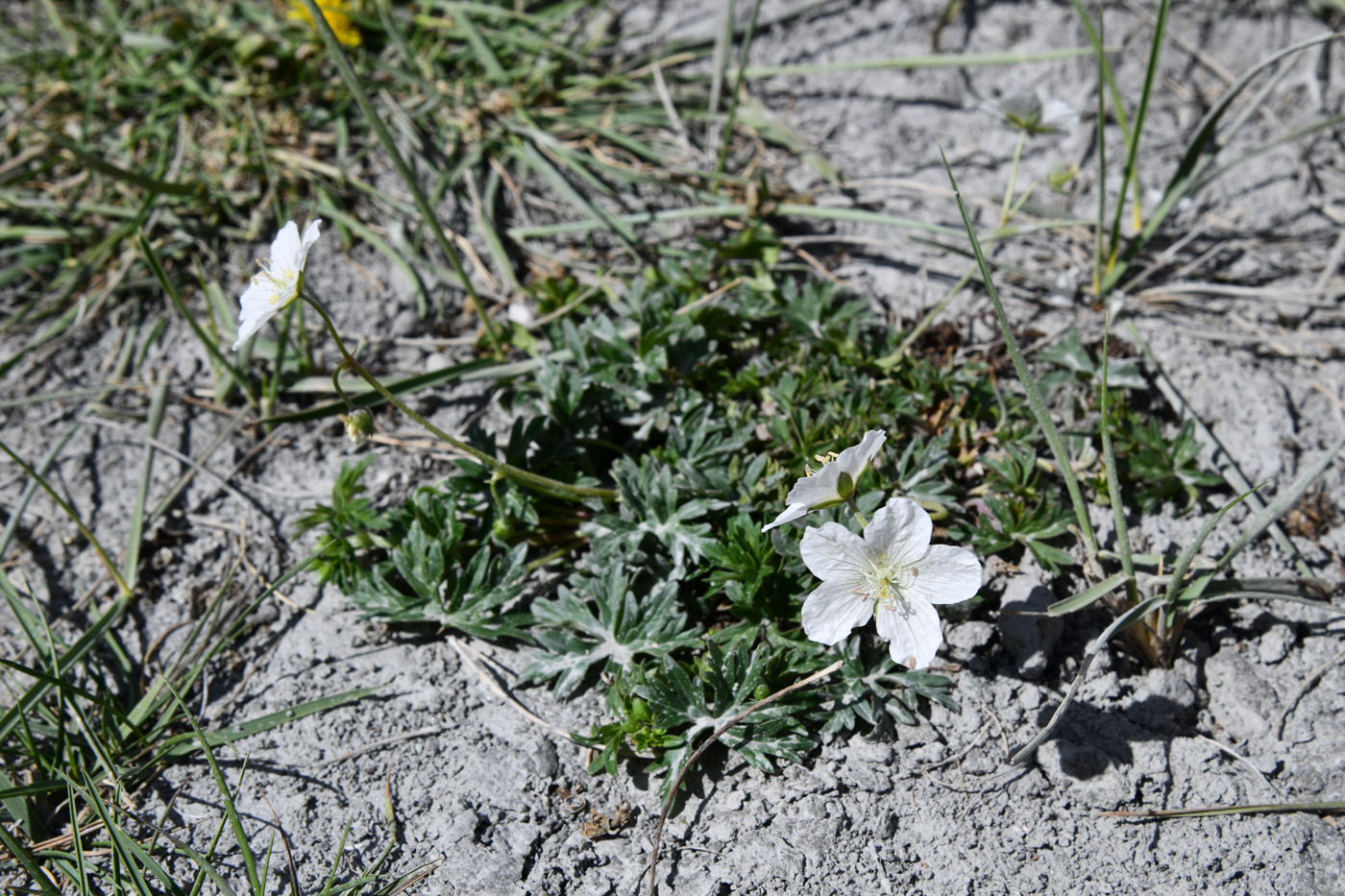 Image of genus Geranium specimen.