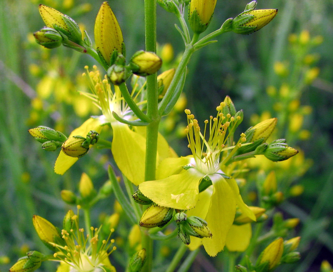 Изображение особи Hypericum lydium.