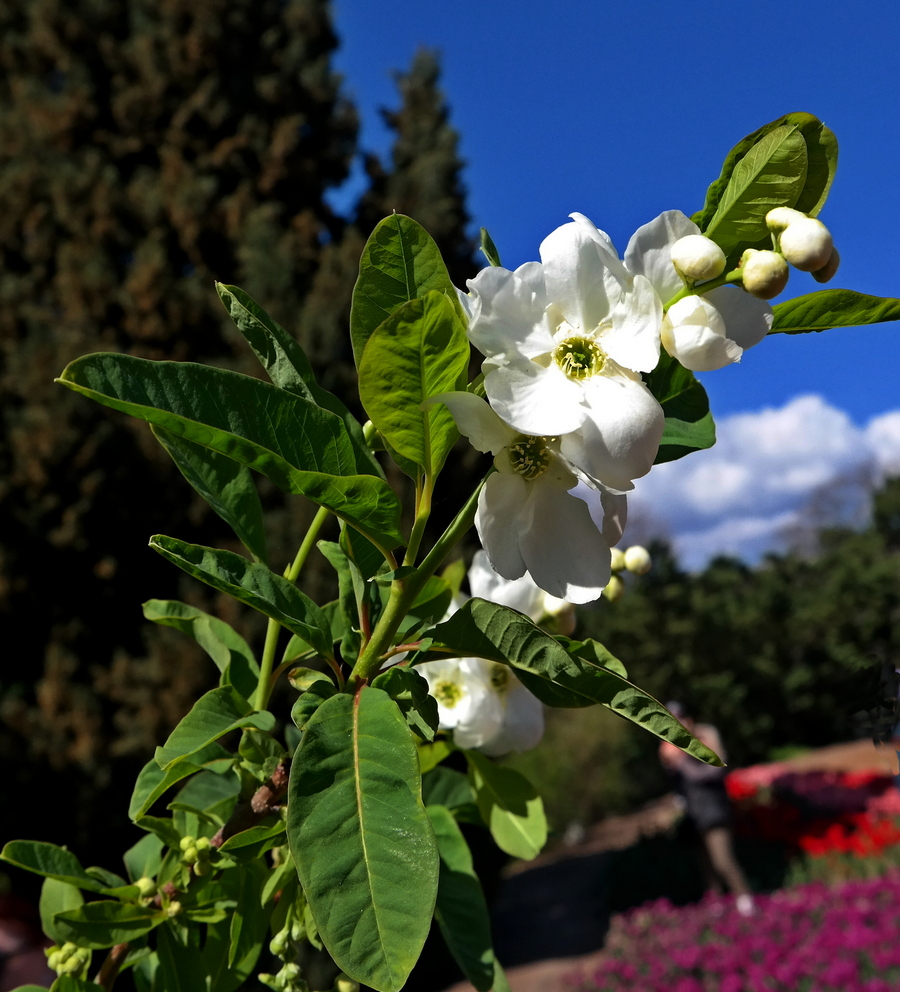 Изображение особи род Exochorda.