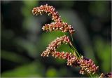 Persicaria lapathifolia. Верхушки побегов с соцветиями. Московская обл., Раменский р-н, окр. дер. Хрипань, садовый участок. 15.08.2024.