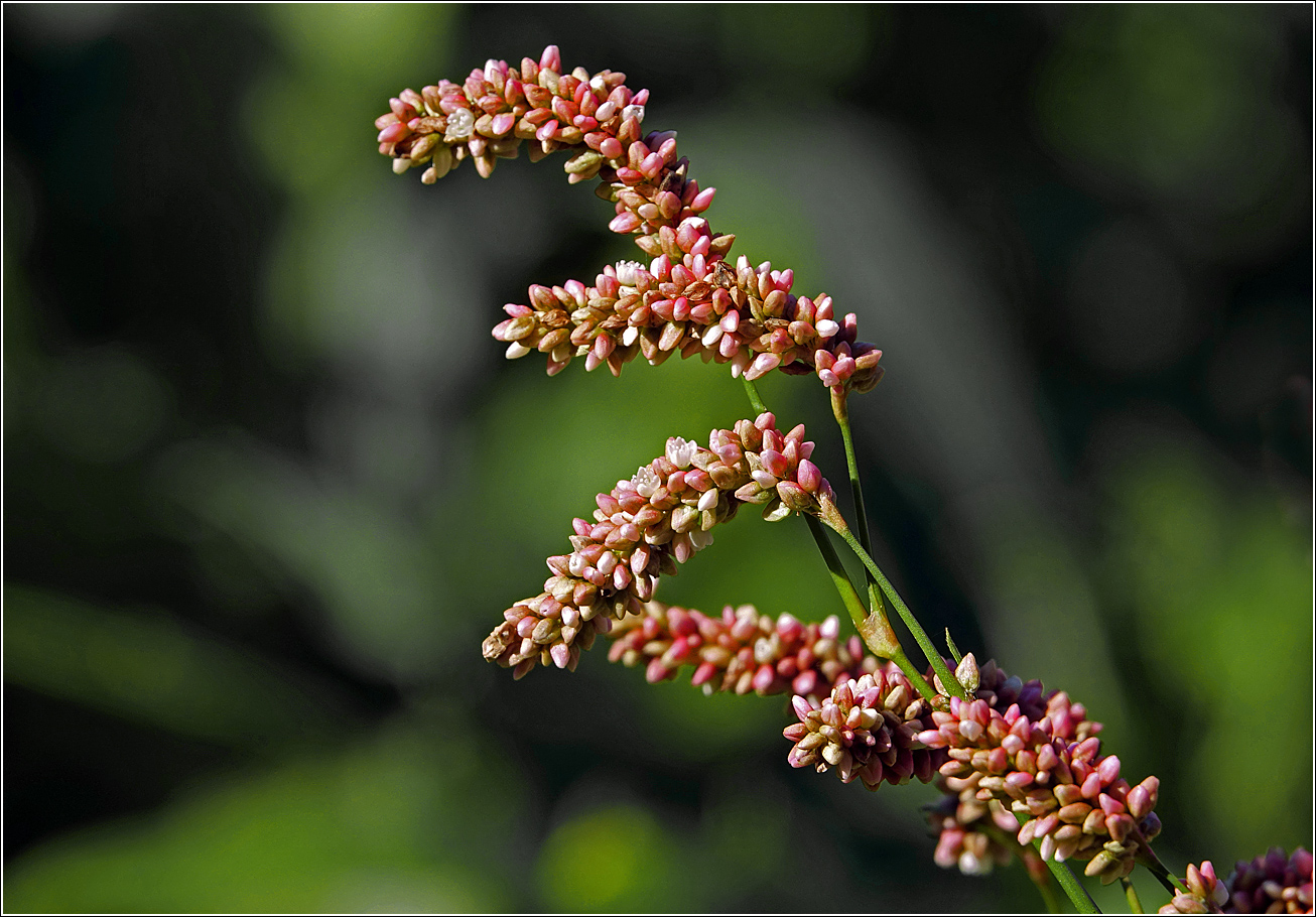 Изображение особи Persicaria lapathifolia.