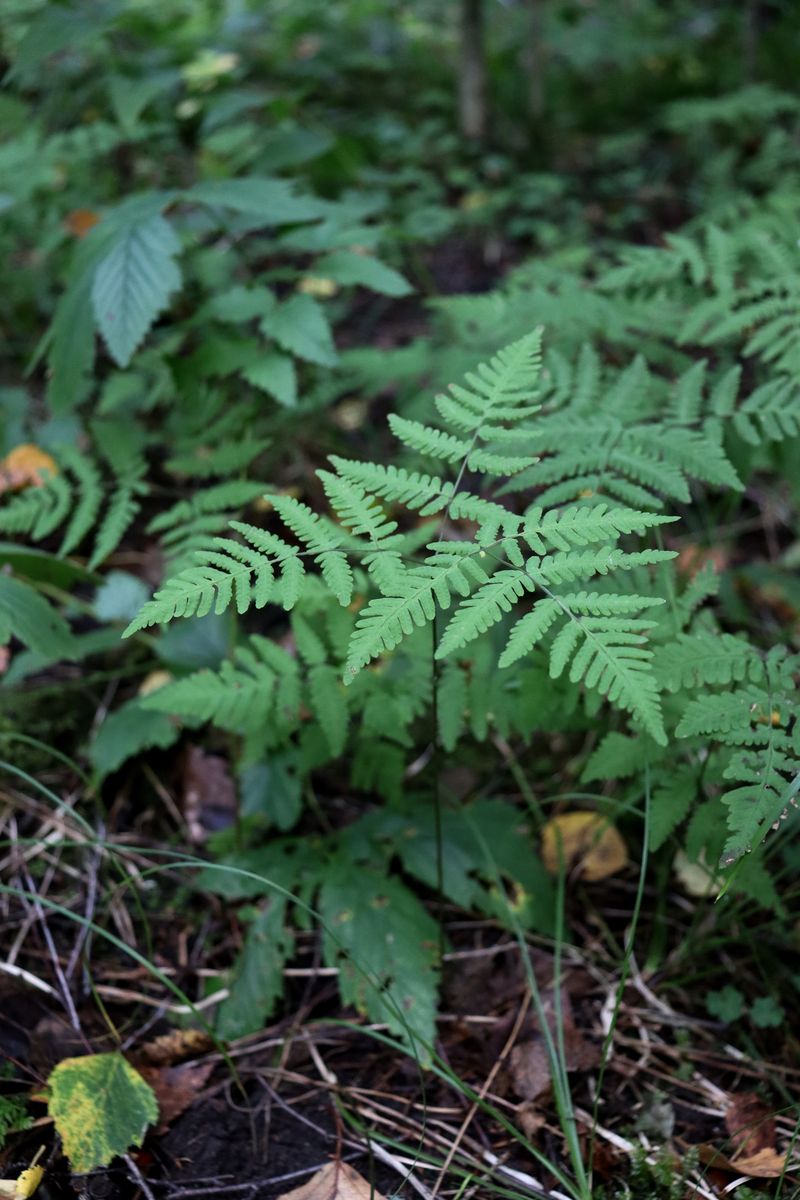 Image of Gymnocarpium dryopteris specimen.