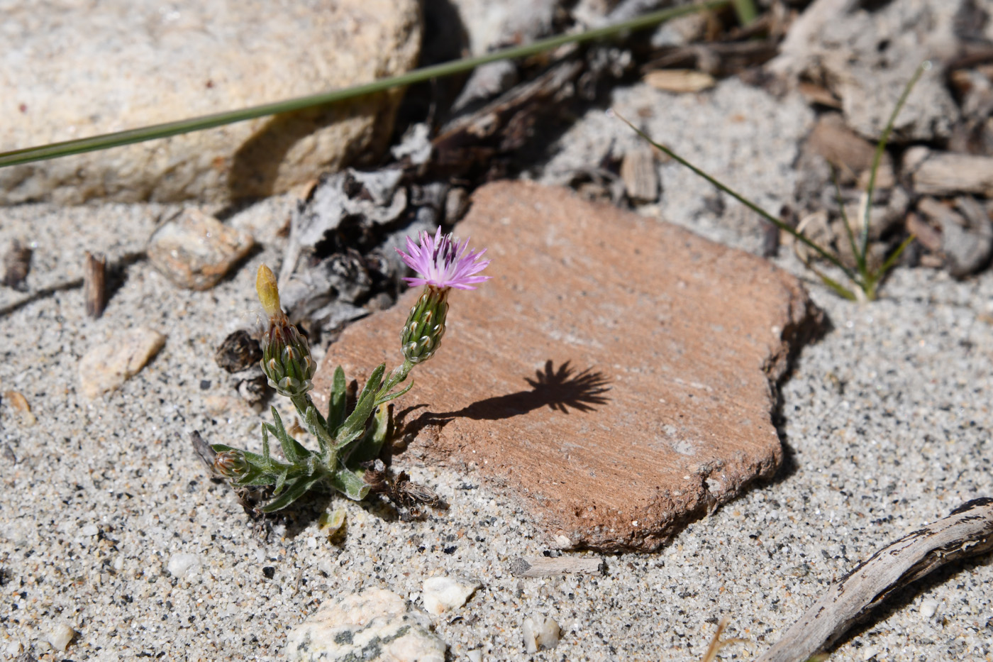 Image of Hyalea pulchella specimen.