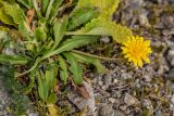 Taraxacum stevenii