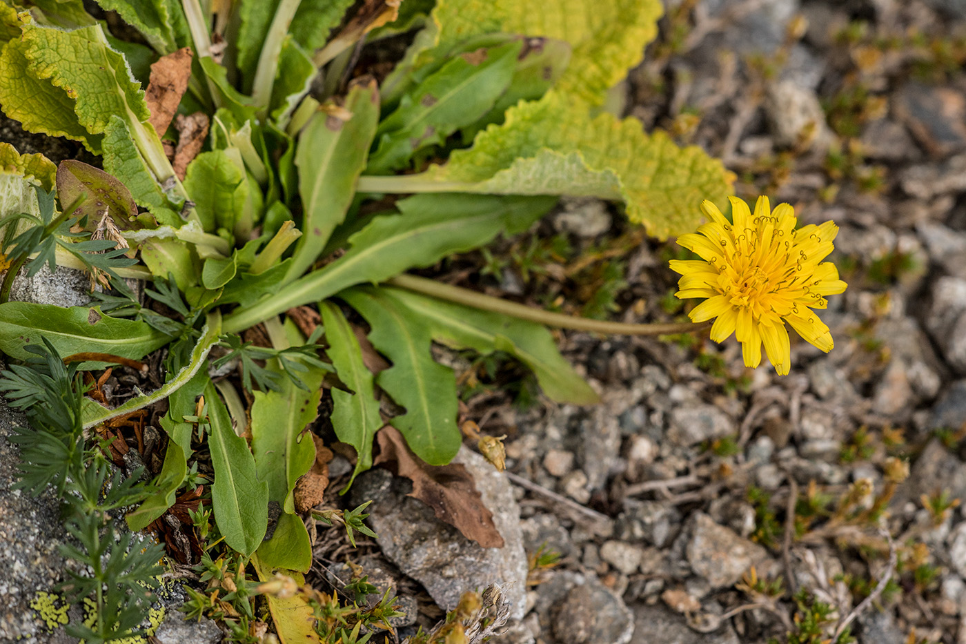 Image of Taraxacum stevenii specimen.