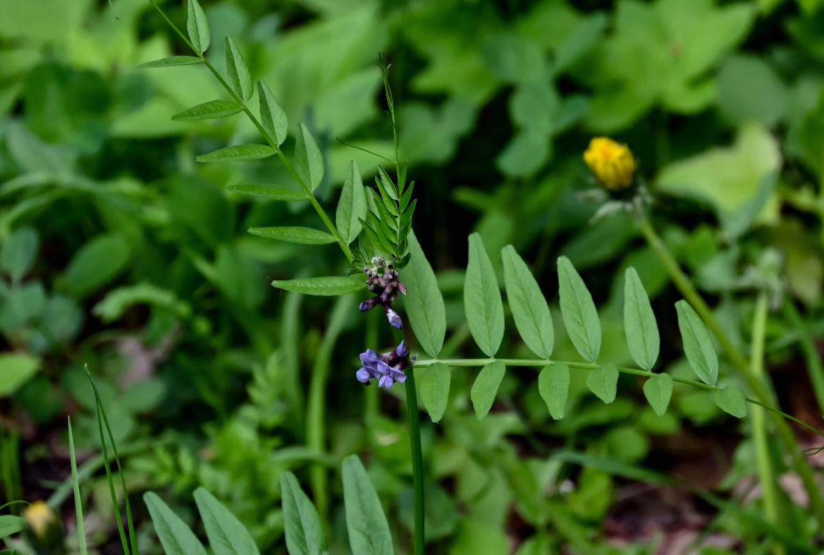 Image of Vicia sepium specimen.