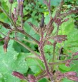 Cicerbita macrophylla