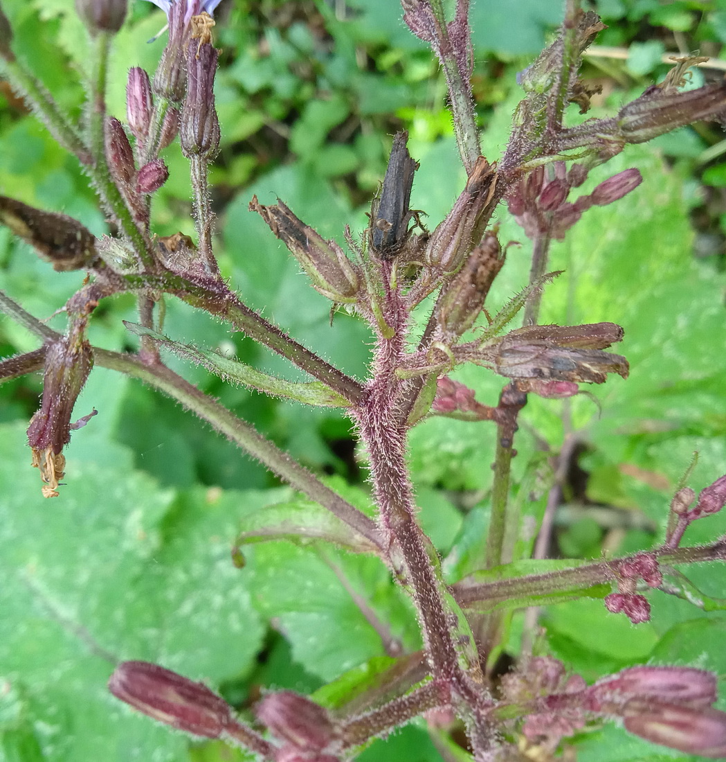 Image of Cicerbita macrophylla specimen.