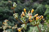 Phlomoides hissarica. Верхушка соцветия (аномально изогнута). Таджикистан, Гиссарский хр., басс. р. Варзоб, ущ. р. Кондара, ≈ 1400 м н.у.м., саванноидное сообщество. 23 июня 2024 г.