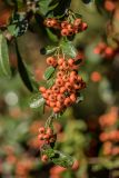 Pyracantha coccinea. Верхушка побега с соплодиями. Краснодарский край, г. Сочи, м-р Лазаревское, парковое озеленение. 03.11.2024.